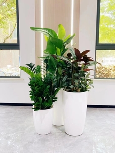 领略宁波北仑花卉租赁设计，开启独特视觉盛宴