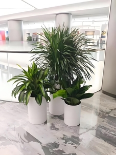 海曙绿化修剪公司